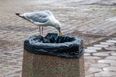 Warning issued over gulls and other pest birds as public urged to treat them with “caution”