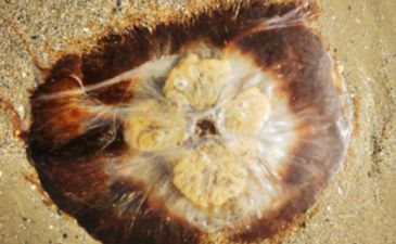 Warning issued for Dublin swimmers over jellyfish whose stings can cause cramps and nausea