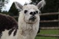 Llamas could play a role in treating Covid-19 in the future