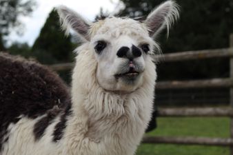 Llamas could play a role in treating Covid-19 in the future