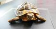 DSPCA issues appeal to the public after “helpless” sick tortoise dumped in field
