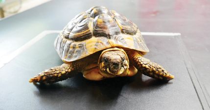 DSPCA issues appeal to the public after “helpless” sick tortoise dumped in field