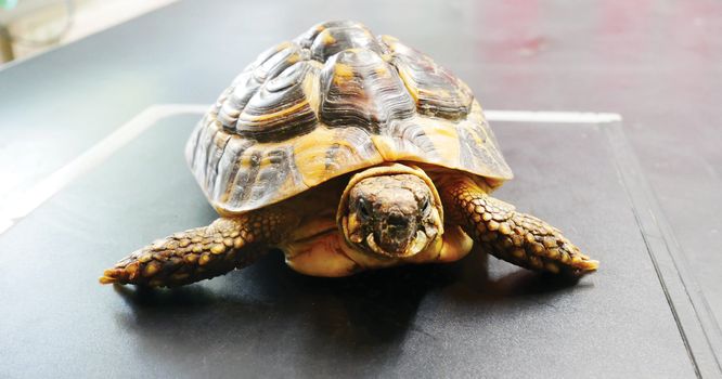 DSPCA helpless tortoise Dublin