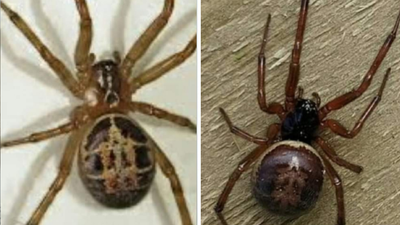 National Poisons Information Centre issues warning over false widow spiders