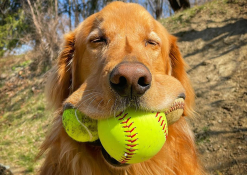 Dog Guinness world record tennis balls