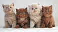 QUIZ: Can you name the breeds of all these cats?