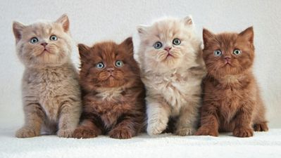 QUIZ: Can you name the breeds of all these cats?