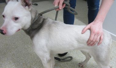 Donegal man banned from owning dogs for five years after neglect