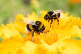 COMPETITION: Help save bees in Ireland AND win some amazing prizes at the same time
