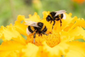 COMPETITION: Help save bees in Ireland AND win some amazing prizes at the same time
