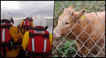 Cow rescued from water after being spotted in distress at Donegal beach