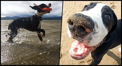 Sligo pup named Petmania Puppy of the Year 2021