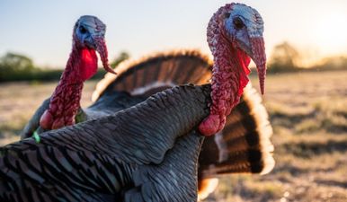 Avian flu outbreak detected in turkey flock in Monaghan