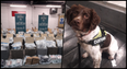 Nearly €10 million worth of drugs seized at Dublin Port with help of detector dog Robbie