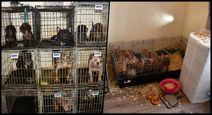 Gardaí seize 38 dogs and other exotic animals in Dublin