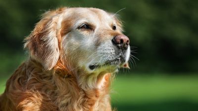 Public urged not to abandon their older pets as part of new Christmas campaign
