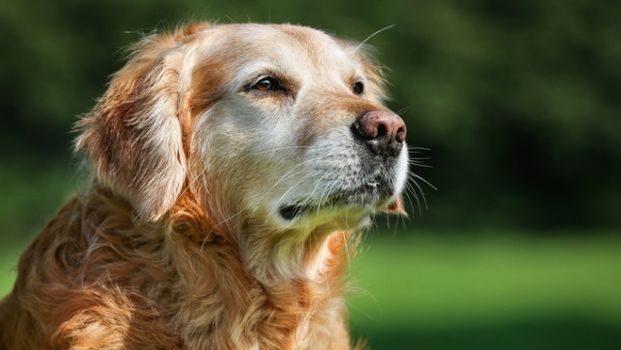 DSPCA older pet appeal Christmas