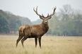 Woman hospitalised following stag attack in Kerry