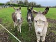 Three donkeys in “severe state of neglect” saved by ISPCA
