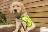 Irish Guide Dogs is looking for volunteers to raise puppies