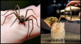 Spider in takeaway cocktail among thousands of complaints received by Food Safety Authority in 2021