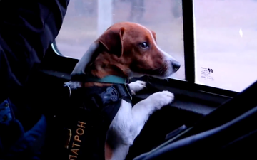 Say hello to Patron, the minesweeping dog saving lives in Ukraine