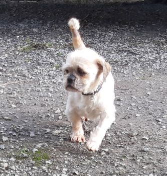 animal cruelty wicklow