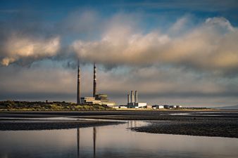 Shock as dead dolphin vandalised with graffiti on Dublin beach