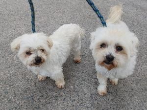 Tipperary woman banned from keeping dogs following animal cruelty conviction