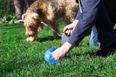 1000% increase in dog fouling fines proposed under new legislation
