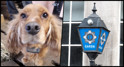 Waterford man sentenced to three months imprisonment for operating “cruel and illegal” puppy farm