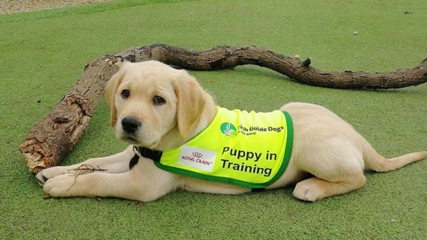 Irish Guide Dogs