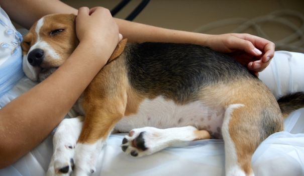 Compassionate leave pets