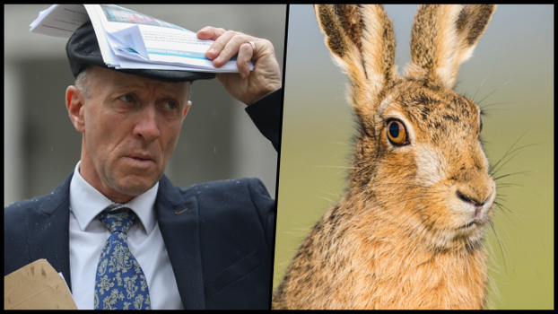 Hare coursing Ireland