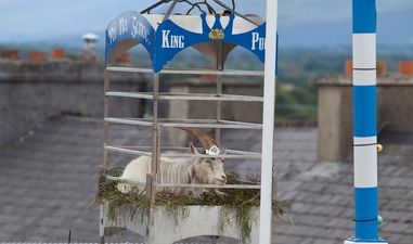 Puck Fair takes down goat from cage due to “unprecedented” hot weather