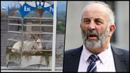 Danny Healy-Rae insists the Puck Fair goat is safe and well looked after