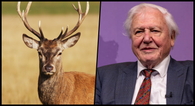 David Attenborough is coming to Ireland for new nature documentary