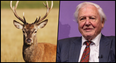 David Attenborough is coming to Ireland for new nature documentary