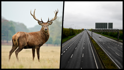 Deer spotted on road between M11 and M50 as drivers urged to take care