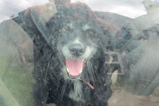 donegal famer animals