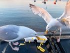 Calls to feed contraceptive pills to aggressive seagulls are flawed, says BirdWatch Ireland