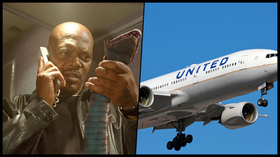 Snake discovered on American flight sends passengers shrieking