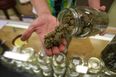 Germany to legalise recreational use of cannabis