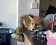 Fox trashes family kitchen then rests on counter top and refuses to leave
