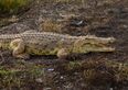 Boy, 1, eaten alive by 11-foot crocodile in front of dad on fishing trip
