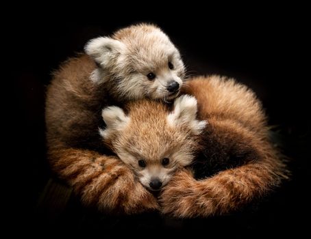 Red panda cubs