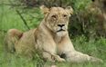 Lioness killed ‘almost instantly’ by lion in front of visitors at Longleat Safari Park
