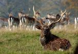 Over 55,000 deer killed in Ireland in record year, new figures show