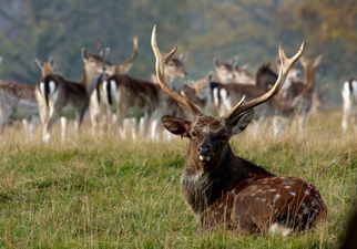 Over 55,000 deer killed in Ireland in record year, new figures show