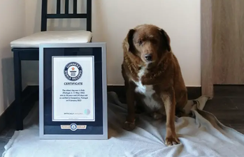 Bobi the farm dog is the oldest living pooch ever aged 30